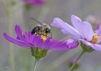 Bumble Bee in Cosmos 5204